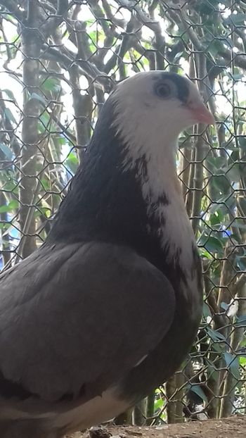 Zidanusea - Gălățeni