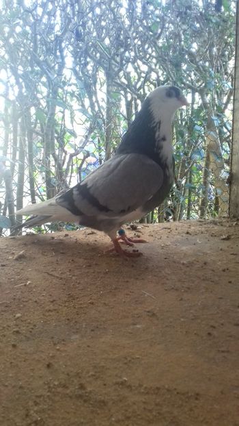 Zidanusea - Gălățeni