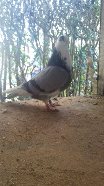 Zidanusea - Gălățeni