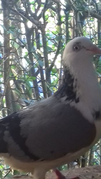 Frumoasa - Gălățeni