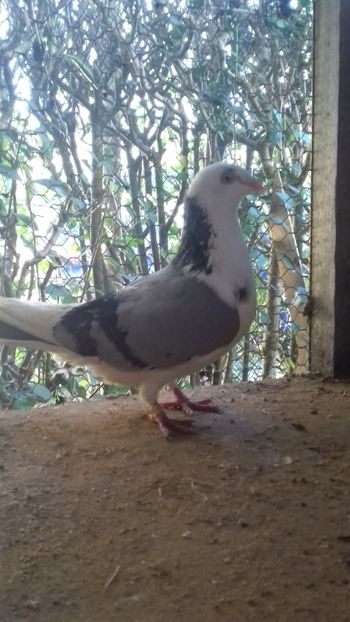 Frumoasa - Gălățeni