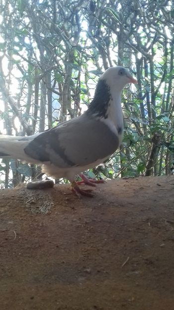 Frumoasa - Gălățeni