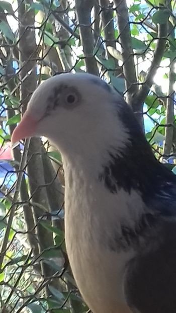 Frumoasa - Gălățeni