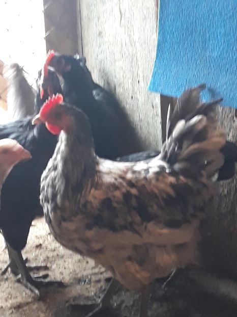  - Australorp 2017