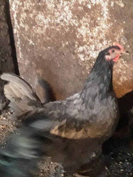  - Australorp 2017
