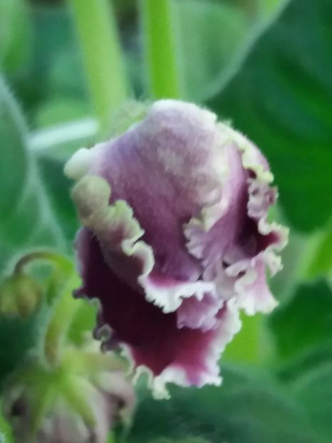 27 ian - ZZ RS Gertsoginia -RS Duchess