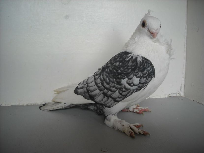  - PORUMBEI CARE MI AU APARTINUT