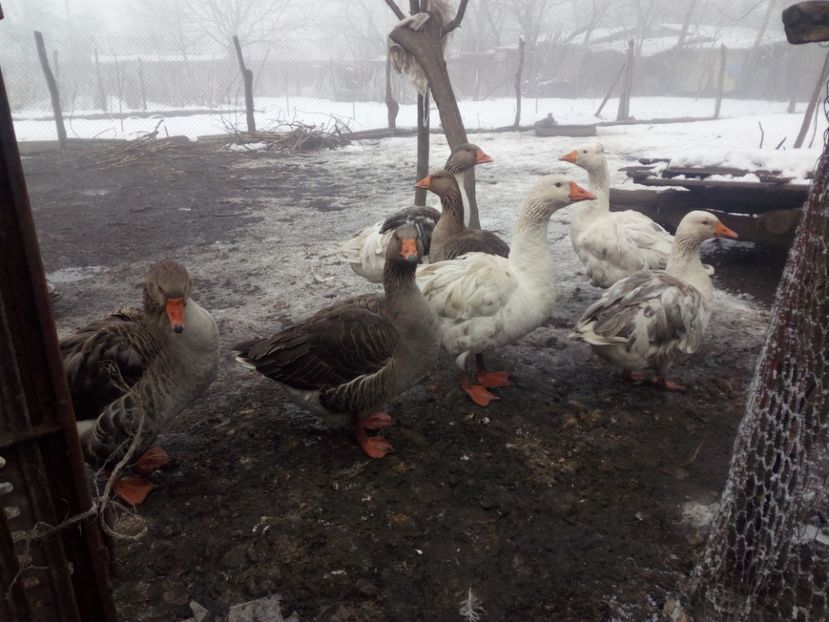  - Gaste decembrie 2017-ianuarie 2018