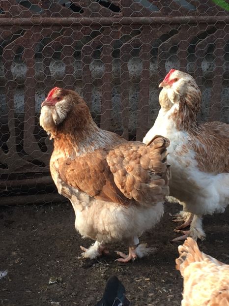 A06C8357-EA4C-4437-A832-A250F54992AD - 3 Găini 2018