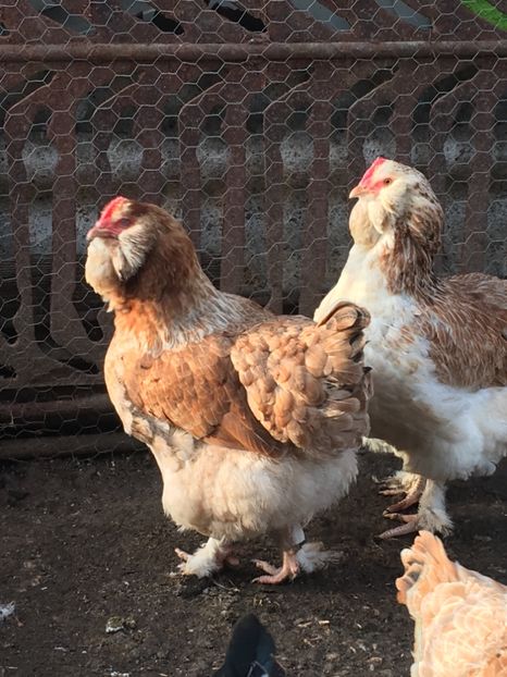 EEA010F2-4551-4B40-A205-404A6534EE63 - 3 Găini 2018