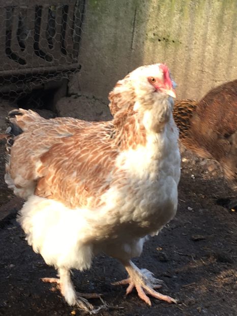 07D6D0DE-6B8E-4173-BC78-6A23C66FE70B - 3 Găini 2018