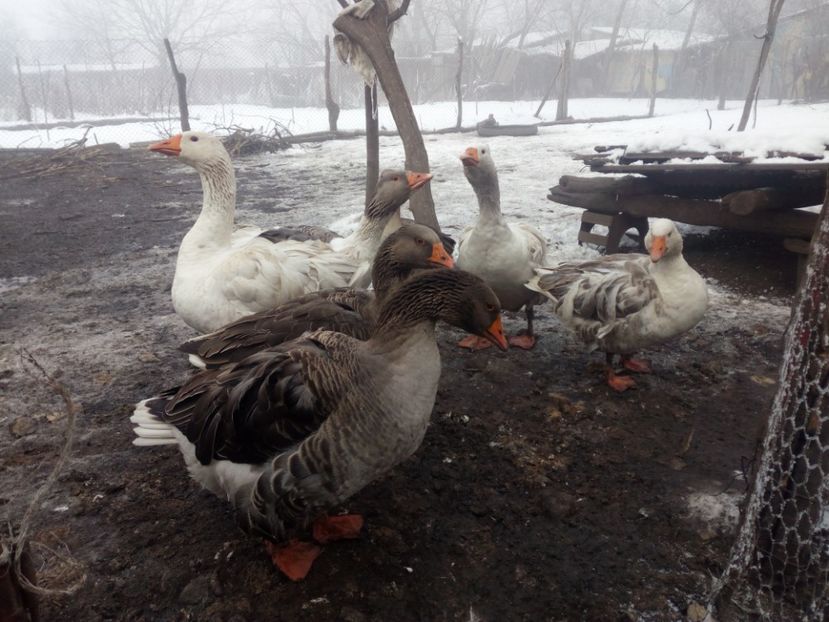  - Gaste decembrie 2017-ianuarie 2018