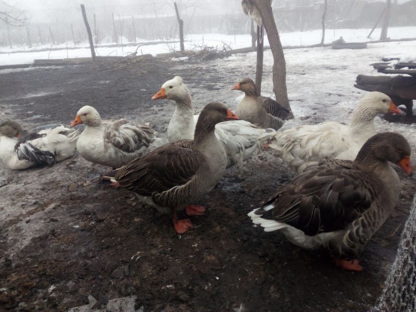  - Gaste decembrie 2017-ianuarie 2018