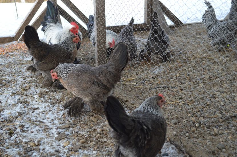 mii de flori - b Mii de flori argintiu