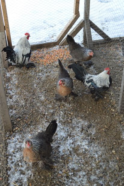 mii de flori argintiu - b Mii de flori argintiu