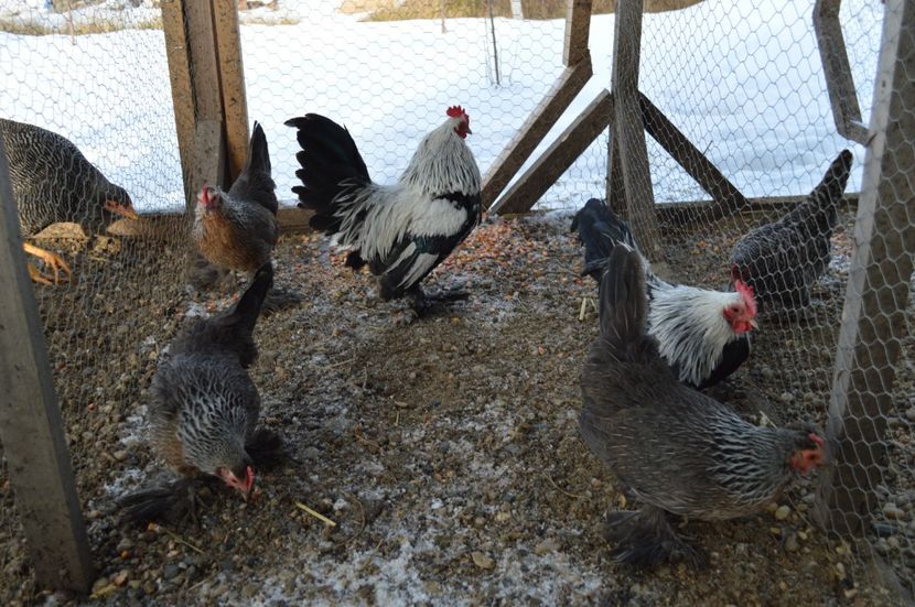 mii de flori argintiu - b Mii de flori argintiu