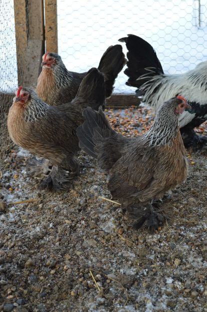 mii de flori - b Mii de flori argintiu