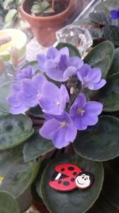  - violete in colectie