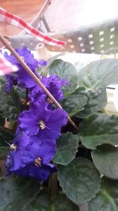  - violete in colectie