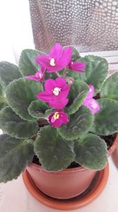  - violete in colectie