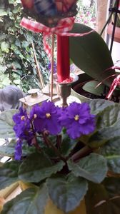  - violete in colectie