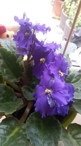  - violete in colectie