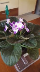  - violete in colectie