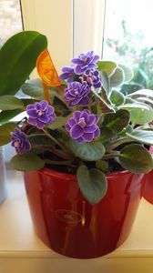  - violete in colectie