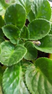  - violete in colectie