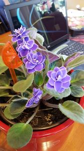  - violete in colectie