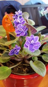  - violete in colectie