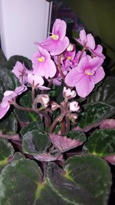  - violete in colectie