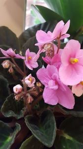  - violete in colectie