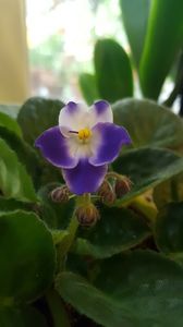  - violete in colectie