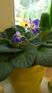  - violete in colectie