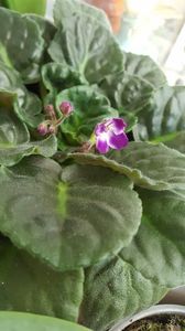  - violete in colectie