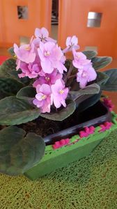  - violete in colectie