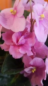 - violete in colectie