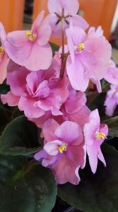  - violete in colectie