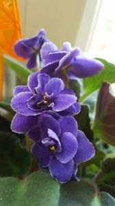  - violete in colectie