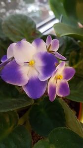  - violete in colectie