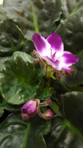  - violete in colectie