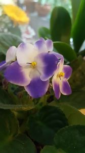  - violete in colectie