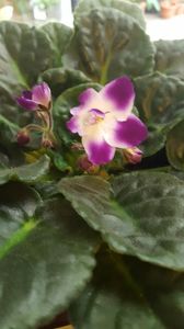  - violete in colectie
