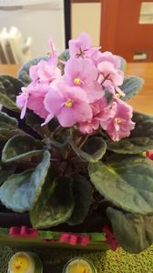  - violete in colectie