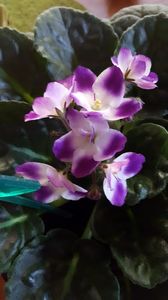  - violete in colectie