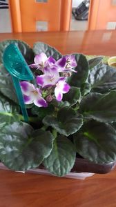  - violete in colectie