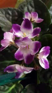  - violete in colectie