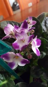  - violete in colectie
