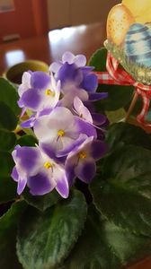  - violete in colectie